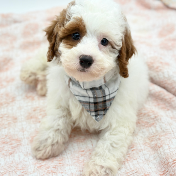 Philip — Poodle Mini/Cavapoo — Image 1