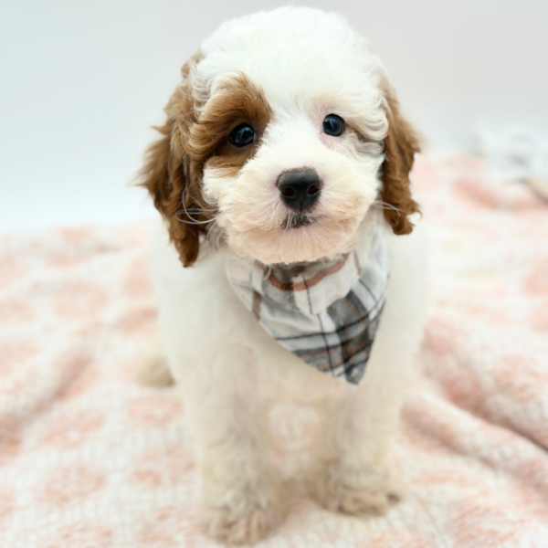 Philip — Poodle Mini/Cavapoo — Image 2