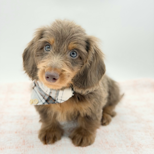Slinky — Dachshund — Image 3