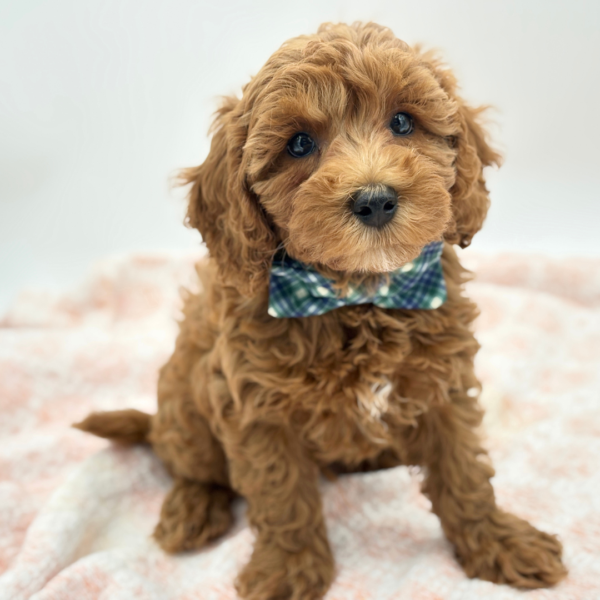Oak — Cavapoo F1B — Image 2