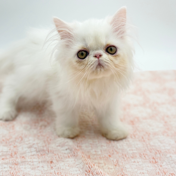 Quinn — Exotic Longhair — Image 2