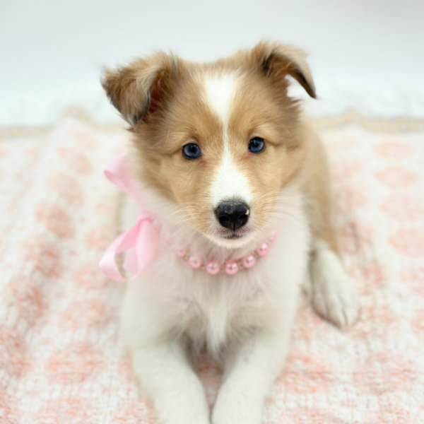 Avril — Shetland Sheepdog — Image 3