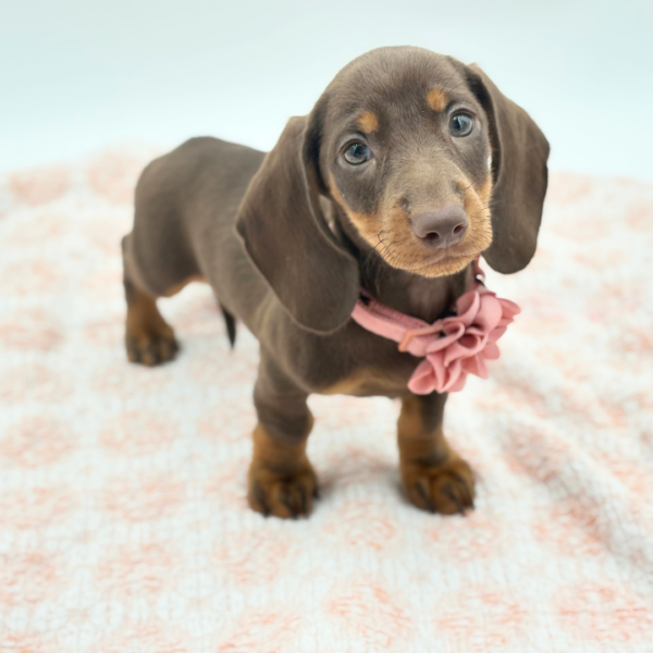 Terri — Dachshund — Image 3