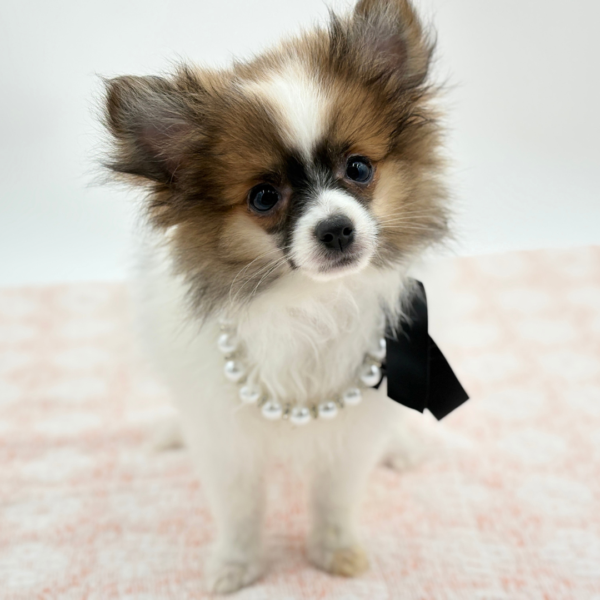 Elanor — Pomeranian — Image 1