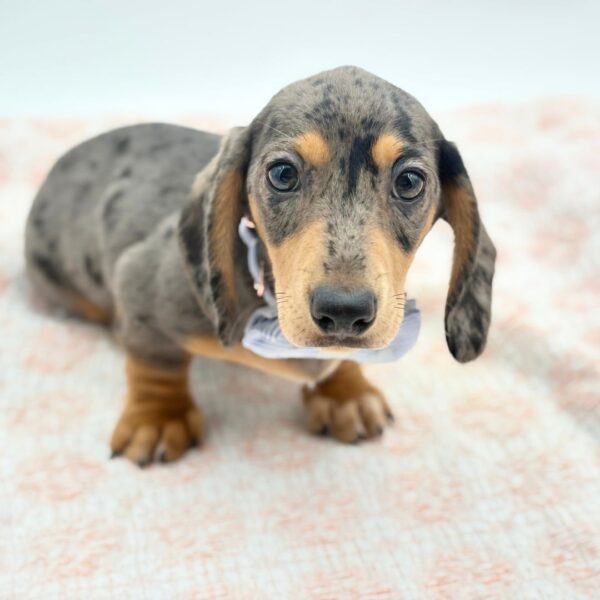 Edward — Dachshund — Image 2