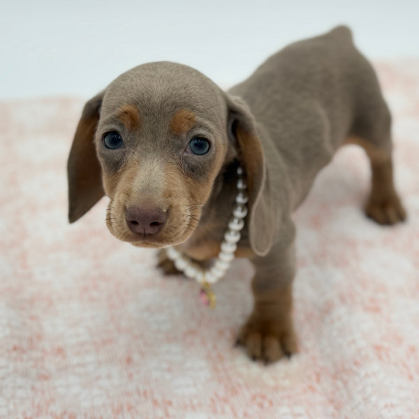 Amelia — Dachshund — Image 1