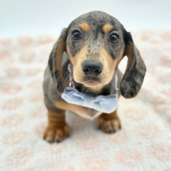 Edward — Dachshund — Image 3