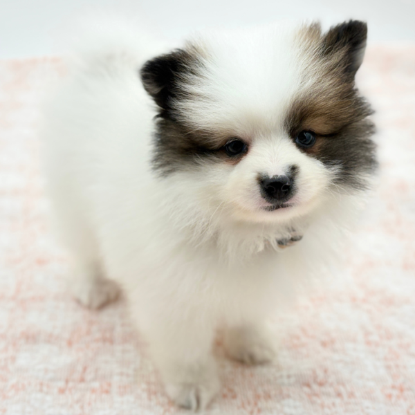 William — Pomeranian — Image 4
