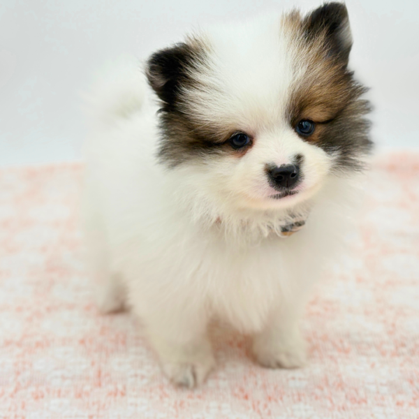 William — Pomeranian — Image 3