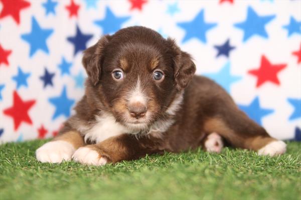 Justice — Miniature Australian Shepherd — Image 1