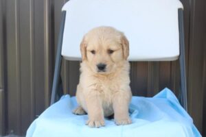 Golden Retriever (M)- 31117