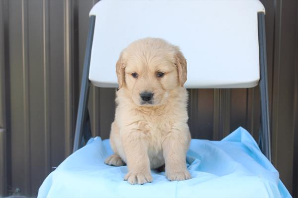 Biscuit — Golden Retriever — Image 1