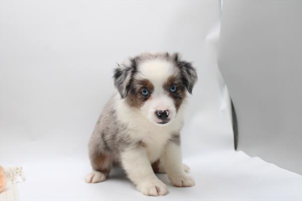 Westley — Miniature American Shepherd — Image 1