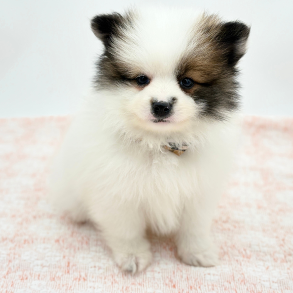 William — Pomeranian — Image 2