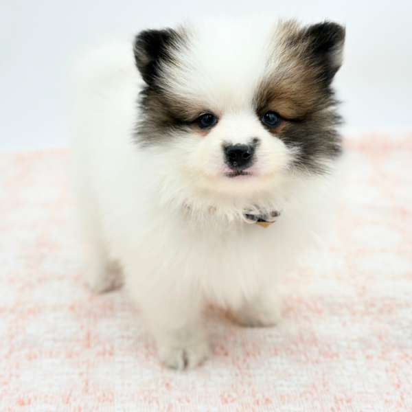 William — Pomeranian — Image 1