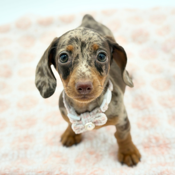 Cocoa — Dachshund — Image 3