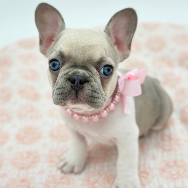 Raja — French Bulldog — Image 1