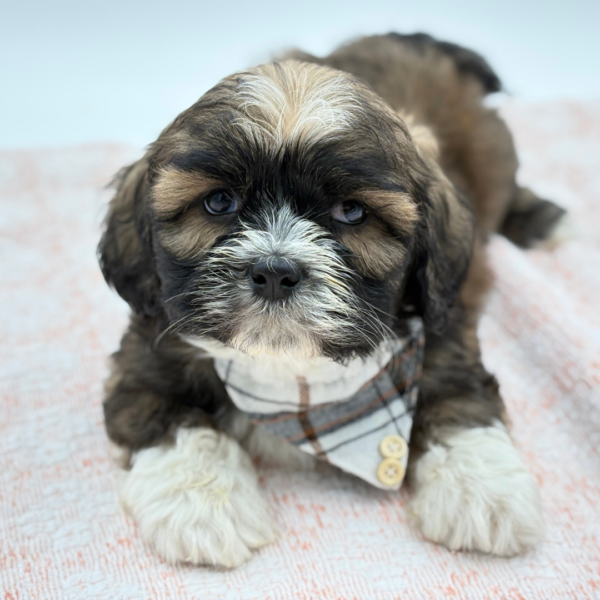 Remmick — Lhasa Apso — Image 2