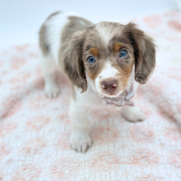 Mary Sue — Dachshund — Image 4