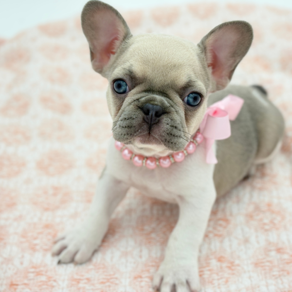 Raja — French Bulldog — Image 4