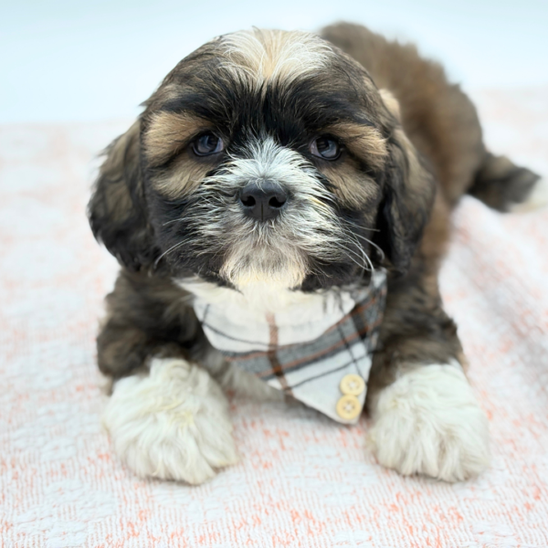 Remmick — Lhasa Apso — Image 1