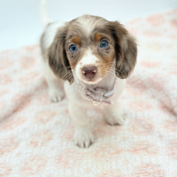 Mary Sue — Dachshund — Image 3