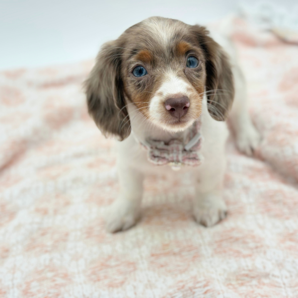Mary Sue — Dachshund — Image 2