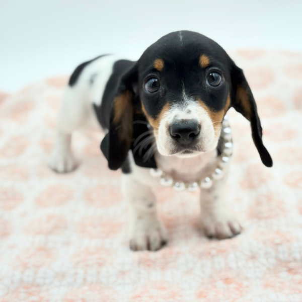 Bonnie — Dachshund — Image 1