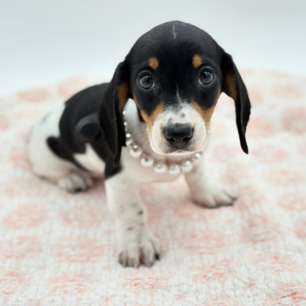 Bonnie — Dachshund — Image 2