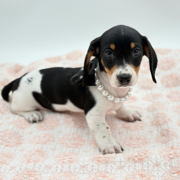 Bonnie — Dachshund — Image 4
