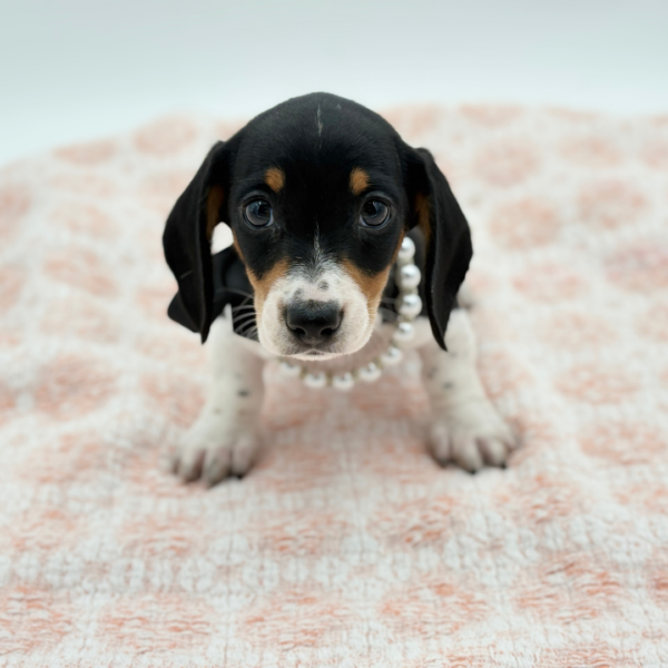 Bonnie — Dachshund — Image 3