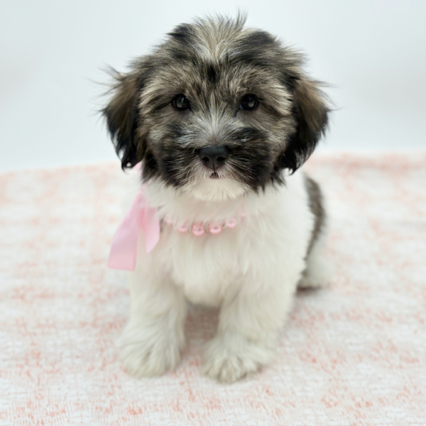 Ember — Havanese — Image 3