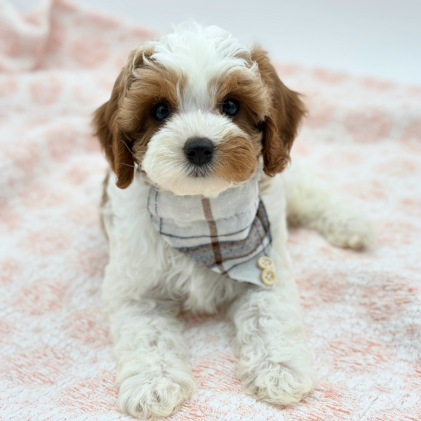 Tobias — Cavapoo — Image 3