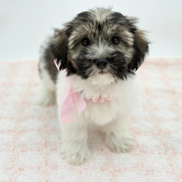 Ember — Havanese — Image 2
