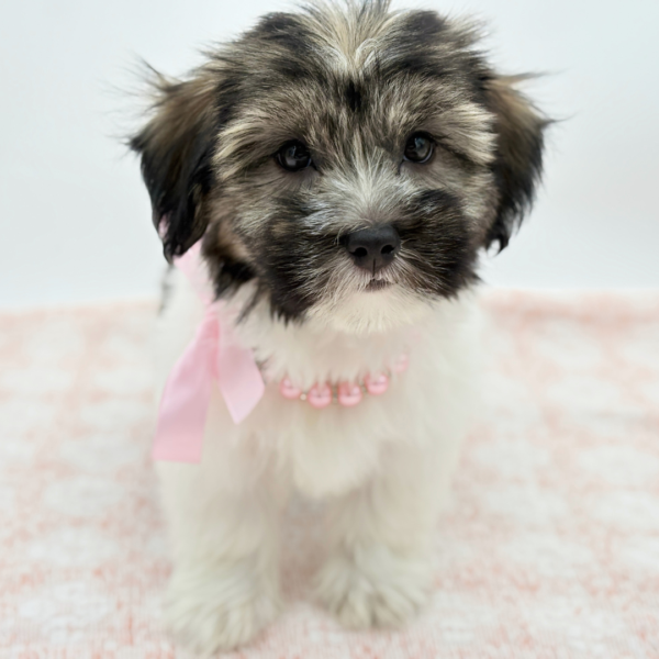 Ember — Havanese — Image 1