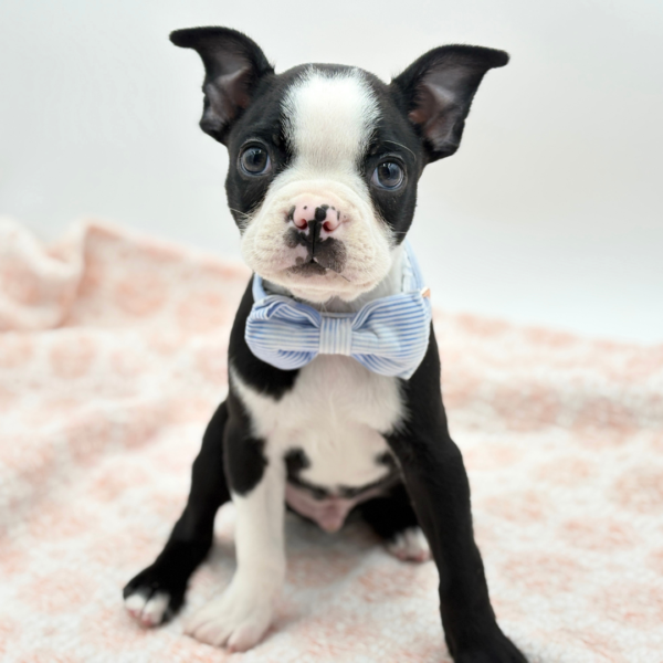 Bug — Boston Terrier — Image 2