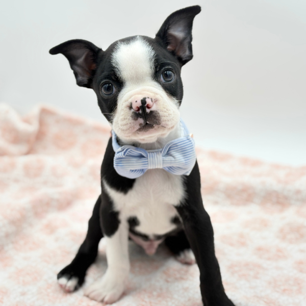 Bug — Boston Terrier — Image 1
