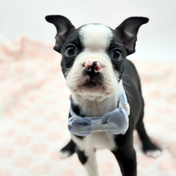 Bug — Boston Terrier — Image 3