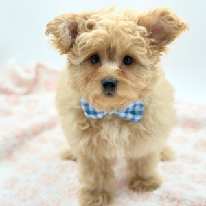 Winnie — photo 4
