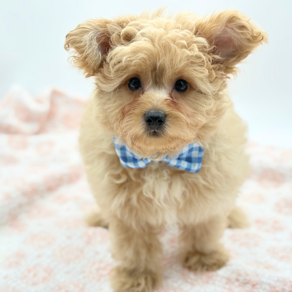 Winnie — Pomapoo — Image 4