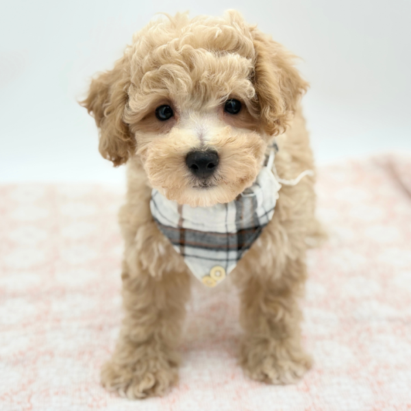 Valiant — Bichapoo — Image 3