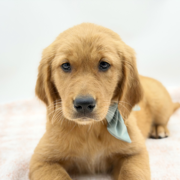 Maxine — Golden Retriever — Image 2