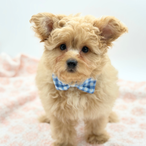 Winnie — photo 1