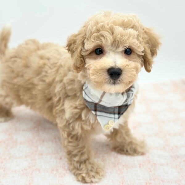 Valiant — Bichapoo — Image 2