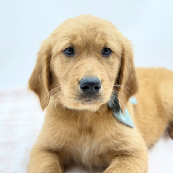 Maxine — Golden Retriever — Image 1