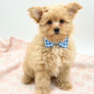 Winnie — photo 3