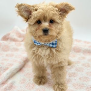 Winnie — photo 2