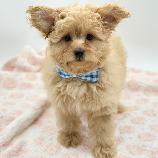Winnie — Pomapoo — Image 2