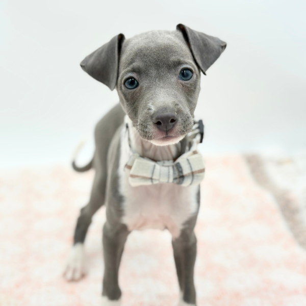 Ravioli — Italian Greyhound — Image 2