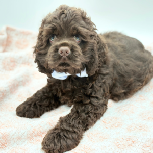 Fudge — photo 3